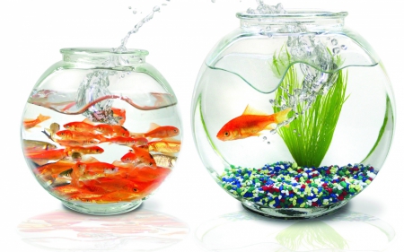 A new home - water, aquarium, orange, white, animal, funny, green, splash, fish