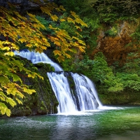 Forest stream