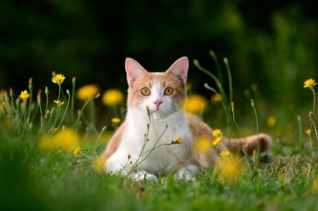 Cat - sleepy, cute, beautiful, cat, sleeping, kitty, cats, hat, cat face, paws, face, animals, pretty, beauty, sweet, kitten, lovely