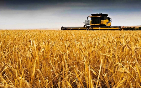 Harvest Time on the Canadian Prairies