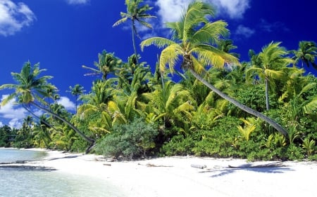 Solomon Islands Beach - white, summer, sand, sky, palms, ocean