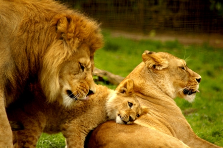 ROYAL FAMILY - Family, Lion, Lioness, Cub