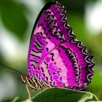 Fuschia Butterfly