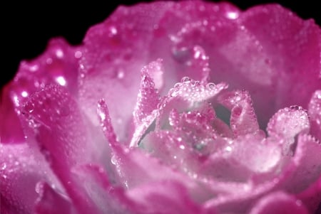 ROSEWATER - water, rose, pink, drops