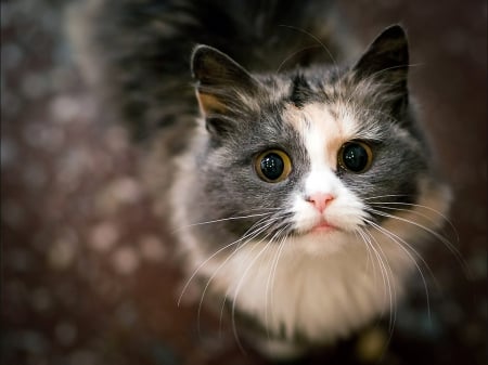 Cat - pretty, cat face, sleepy, paws, kitten, cats, face, sleeping, hat, beautiful, beauty, lovely, sweet, cat, cute, animals, kitty