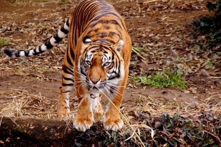 AN ELUSIVE PREDATOR - wildlife, predator, tiger, hunter