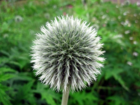 Thistle - flowers, nature, green, photography, macro, flower