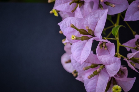 Violet Bougainvilla Flowers - nature, flowers, bougainvilla, soft