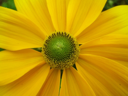 Flower - nature, yellow, macro, photography, flowers, flower