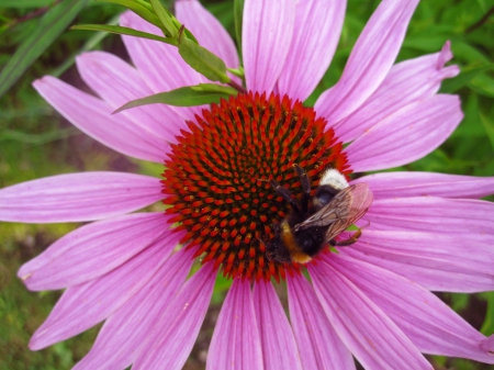 Echinacea - nature, macro, pink, red, photography, flowers, flower