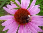 Echinacea