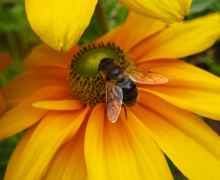 Bumblebee on flower - flowers, animal, nature, yellow, photography, macro, flower