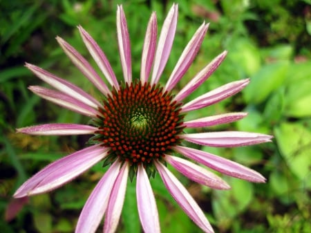 Echinacea - macro, pink, photography, green, natur, flowers, flower