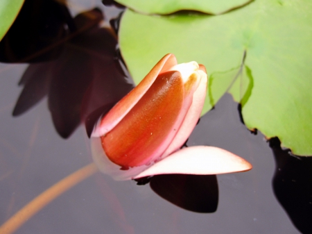 Lotus - nature, photography, water, flowers, pond, bud, flower