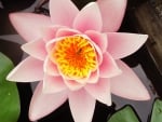 Lotus