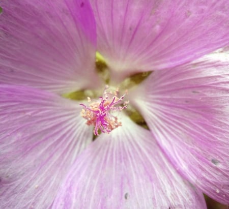 Purple - flowers, nature, photography, macro, flower