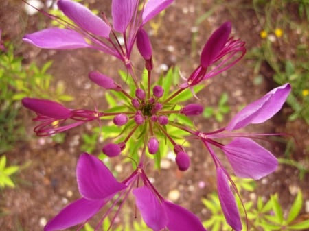 Flower - nature, purple, macro, photography, green, flowers, flower