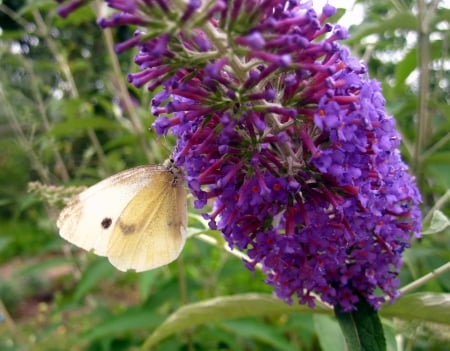 Butterfly - flowers, nature, purple, green, butterfly, flower