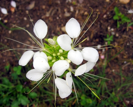 Flower - white, nature, macro, photography, flowers, flower