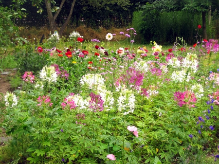 Flowers - nature, photography, green, flowers, garden, flower