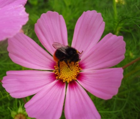 Bumblebee on flower - flowers, nature, photography, flower, pink, bumblebee