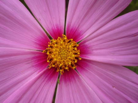 Pink - nature, macro, pink, beautiful, flowers, flower