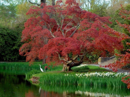 LONG ISLANDS GARDEN - reflections, color, tree, wallpaper