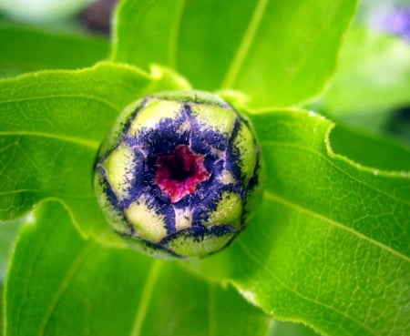 Flowerbud - photography, bud, nature, macro, red, blue, green, flowers, flower