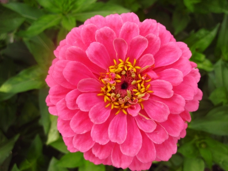 Pretty in pink - nature, macro, yellow, pink, photography, flowers, flower