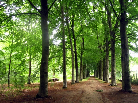 Forest - nature, trees, forest, photography, green, tree