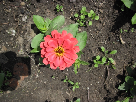 flowers in the mix 56 - red, photography, green, flowers, garden