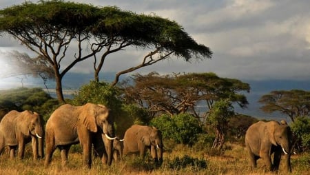 Africa - elephants, trees, Africa, amazing