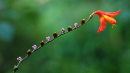 Beautiful Flower - orange, green, amazing, flower