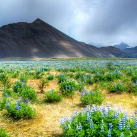 savannah of lavender flowers