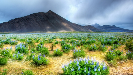 savannah of lavender flowers - flowers, savannah, mountains, overcast