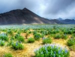 savannah of lavender flowers