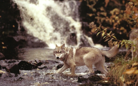 Gray Wolf 1 - wolf, photography, canine, photo, wide screen, animal, national forest, lobo, Superior, wildlife