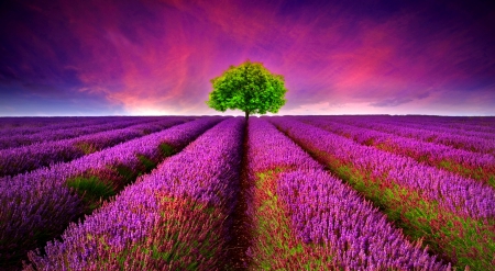 Purple lavender - nice, sky, carpet, fragrance, colorful, field, meadow, purple, pretty, rows, tree, scent, lavender, summer, lovely, nature, lonely, beautiful, flowers