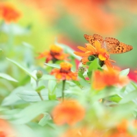 Orange Butterfly