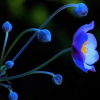 blue flower