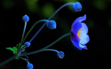 blue flower - flowers, photo, beauty, blue