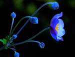 blue flower