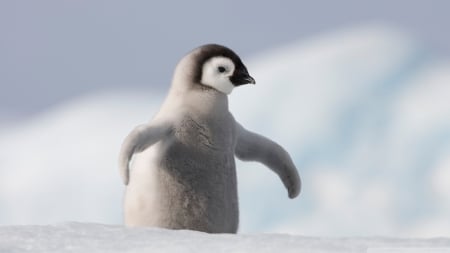 Baby_Penguin_Antarctica