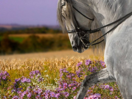 beautiful horse - flowers, horese, nature, fields