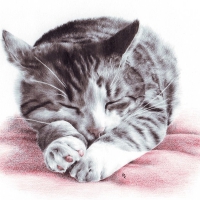 Kitty