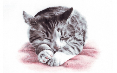 Kitty - sleeping, cat, adorable, animals, kitty, sleep, art, artwork, sweet, cute