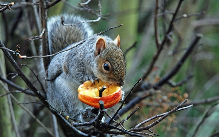 Squirrel - branch, hungry, food, orange, tree, animal, fruit, cute, apple, squirrel