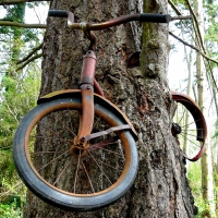 Bike and tree