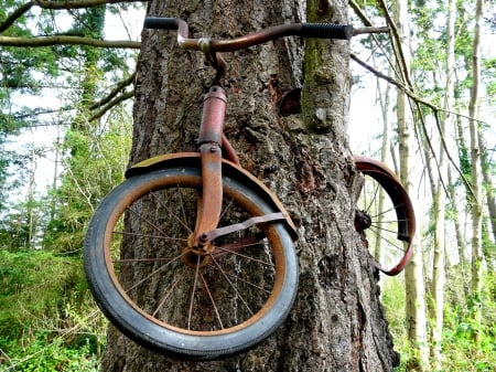 Bike and tree - tree, humor, bike, photo