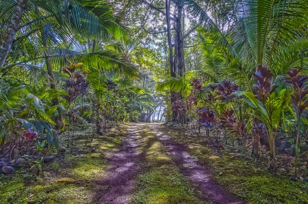 Tropical Dense and Lush Rainforest Driveway on Big Island Hawaii - vegetation, ti, gardens, pacific, banana, island, hawaii, polynesia, forest, flowers, driveway, garden, rain, plants, paradise, house, lush, trees, palm, islands, big, tropical, green, drive, botany